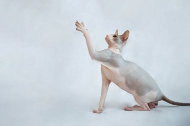 Sphynx kedisi beyaz arka planda oturur ve patisini sallar