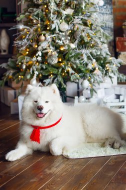 Beyaz köpek, Noel ağacının yanında, ahşap bir zeminde yatıyor.