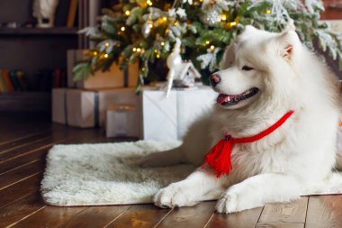 Beyaz köpek, Noel ağacının yanında, ahşap bir zeminde yatıyor.