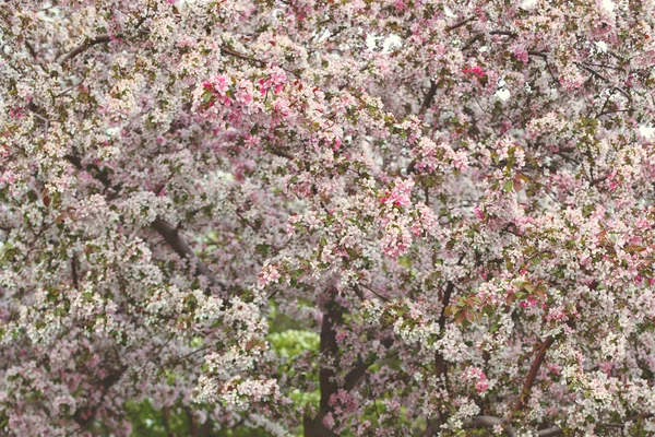 Primavera florescendo jardim, flores brancas e rosa — Fotografia de Stock