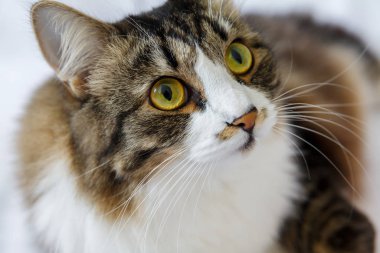 Büyük sarı ve yeşil gözlü tüylü kedi ve bıyıklı.