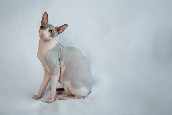 Graue Sphynx Katze Sitzt Auf Weißem Grauem Stoffhintergrund — Stockfoto