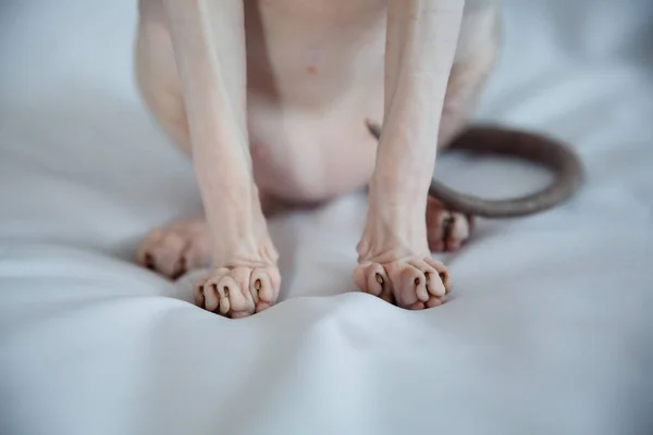 Patas Gato Esfinge Gris Desnudo Sobre Fondo Blanco Tela Gris — Foto de Stock