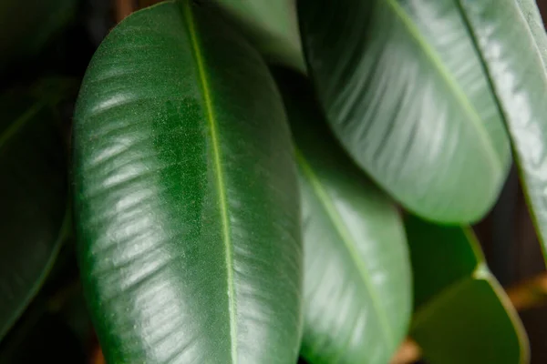 Camada Poeira Sujeira Uma Grande Folha Verde Uma Planta Ficus — Fotografia de Stock