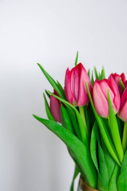 Bahar mevsimlik çiçekler, beyaz arka planda pembe laleler, yakın plan.