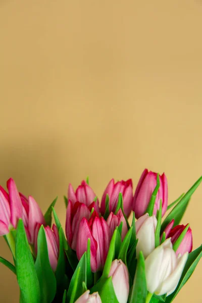 Spring Seasonal Flowers White Pink Tulips Plain Beige Brown Background — Stock Photo, Image