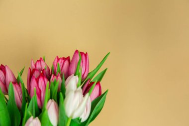 Bahar mevsimlik çiçekler, bej ya da kahverengi arka planda beyaz ve pembe laleler, yakın plan.