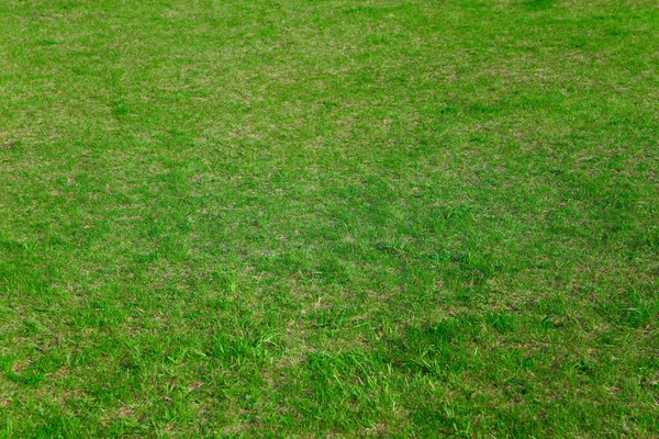 Natural Background Fresh Grass Cover Football Field Close — Stock Photo, Image