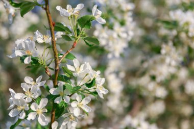 Güneşli bir bahar gününde çiçek açan elma ağacının dalında bir sürü beyaz çiçek.