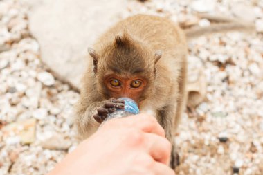 Hayvanlar ve vahşi yaşam. Küçük maymun plastik şişeden içer, yakın plan.