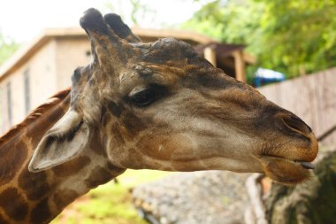 Vahşi yaşam hayvanı. Dili dışarı fırlamış sevimli bir zürafanın kafası. Yakından.