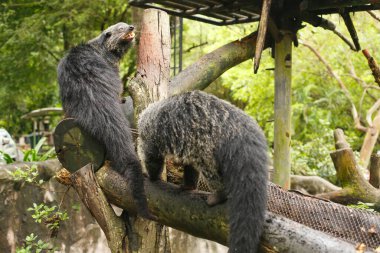 Vahşi yaşam hayvanı. İki yırtıcı binturong bir ağaç gövdesinde oturuyor.