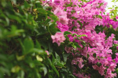 Doğal çiçekli arka plan ve doku. Bougainvillea çiçekleri yakın plan. Çiçekli bir çalılığın pembe çiçekleri Begonviller