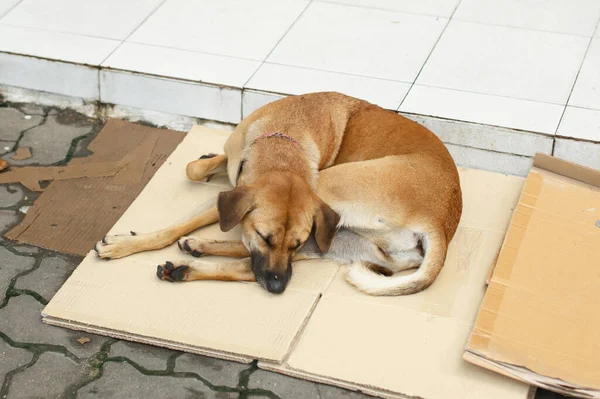 Bezdomny Pies Czystej Krwi Śpi Kartonowym Pudełku Chodniku — Zdjęcie stockowe