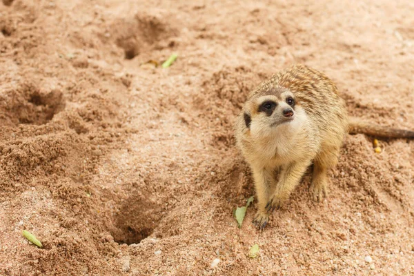 野生動物 モンゴル語の捕食用のMeerkat砂の上に座って離れて見て — ストック写真