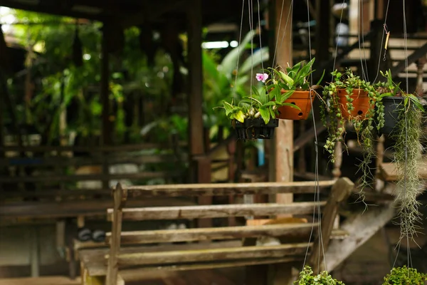 自然の熱帯の背景 花器が糸にかかっている バンガローやガゼボの背景にある緑の植物 ワークショップ — ストック写真