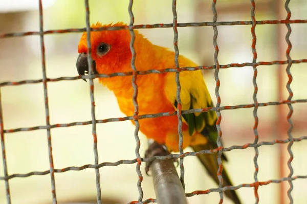 Animais Vida Selvagem Papagaio Aratinga Uma Gaiola Sentada Pau — Fotografia de Stock