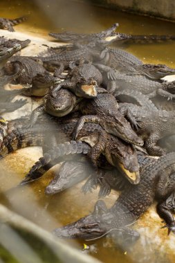 Vahşi yaşam hayvanı. Bir grup siyah timsah ya da timsah bir yığın halinde yatıyor. Timsah çiftliği.