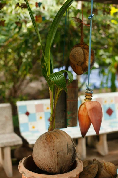 家でココナッツを育てる 発芽のためのポットに植えられたクルミ ヤシの新しい小さな緑の芽を与えたココナッツ — ストック写真