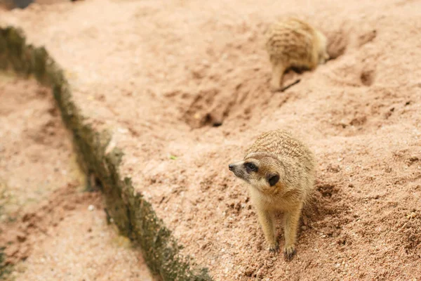 Animal Vida Selvagem Mongoose Predatória Meerkat Senta Areia Olha Para — Fotografia de Stock