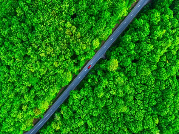 Aerial view of thick green forest in summer with road cutting through it — Stock Photo, Image
