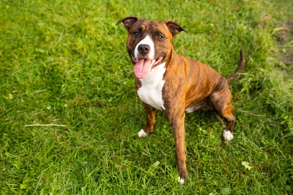 Yaz parkında yeşil çimlerde pitbull.
