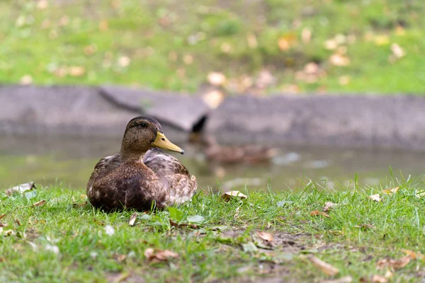 Ente sitzt am Ufer des Teich-Stadtparks — Stockfoto