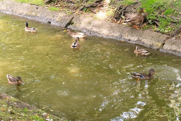 Enten schwimmen im Teich des Stadtparks — Stockfoto