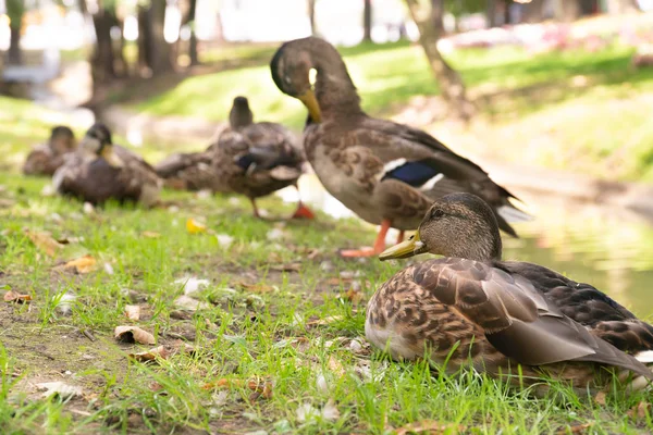 Ördekler şehir parkının kıyısında oturur.