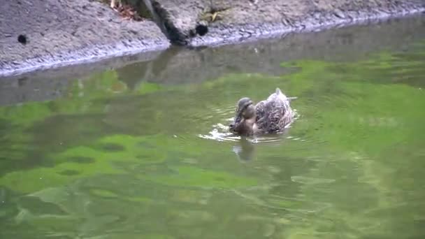 Ducks Swim Pond City Park — Stock Video