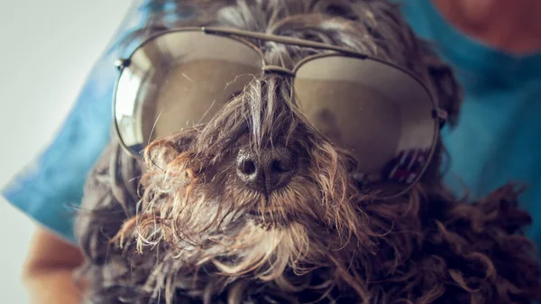 Sahibi güneş gözlüklü komik siyah bir köpek tutuyor.