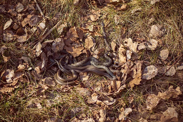成群结队的蛇在秋天躲藏在森林的树叶里，在地面上 图库图片