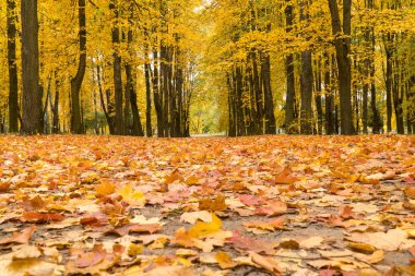 Yapraklar sonbaharda parkta yerde yatar.