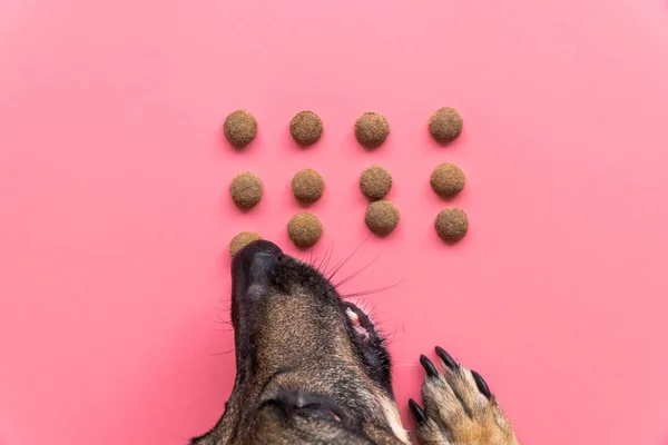 Anjing bahagia makan makanan kering di latar belakang merah muda, pemandangan atas Stok Foto