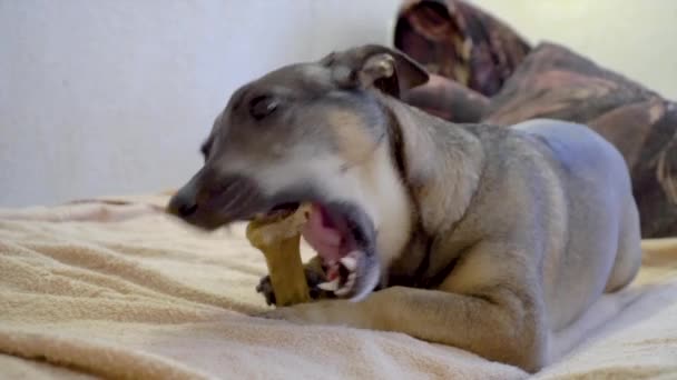 Perro está masticando un hueso artificial — Vídeos de Stock