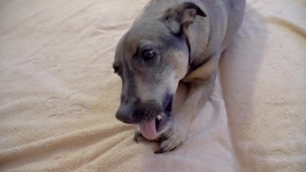 Собака жует искусственную кость — стоковое видео