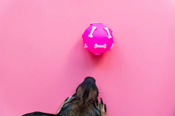 Üst manzara mutlu köpek pembe arka plandaki pembe oyuncak topuna bakar