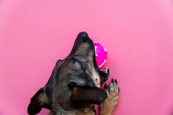 Üst manzara mutlu kırma köpek pembe arka planda pembe oyuncak topuyla oynuyor.