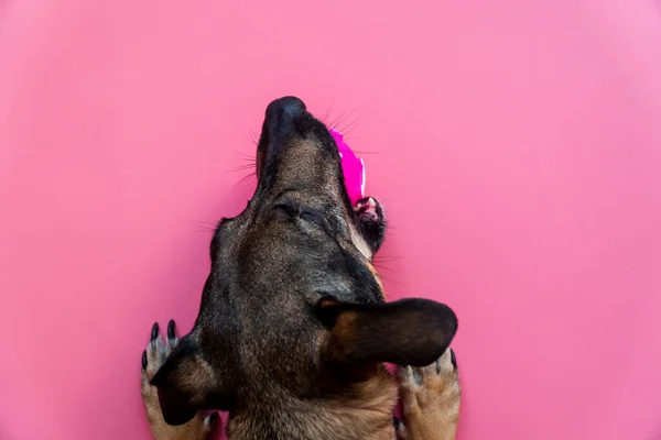 Üst manzara mutlu kırma köpek pembe arka planda pembe oyuncak topuyla oynuyor.