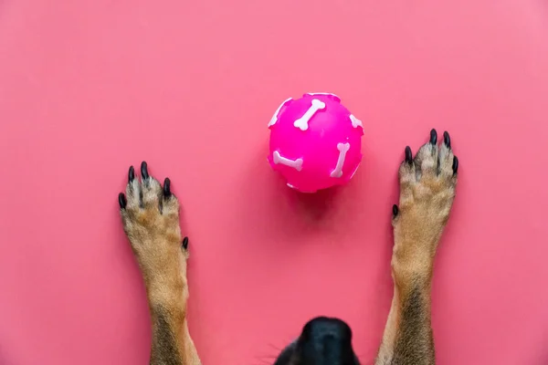 Pembe oyuncak top pembe arka planda, köpeklerin ön pençeleri arasında yatıyor.
