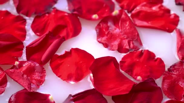 白水や牛乳に赤いバラの花びらのクローズアップ バスルームでバラの花びらとアロマセラピー — ストック動画