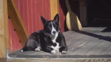 Melez köpek dışarıdaki terasın ahşap zemininde yatıyor.