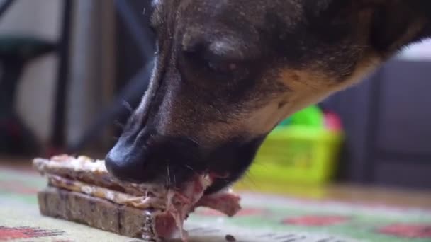 Primer plano mestizo perro come aperitivo hueso en casa en la alfombra — Vídeo de stock