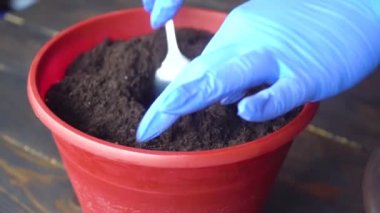 Mavi eldivenli kadın elleri evde bitki yetiştirmek için saksı hazırlıyor.