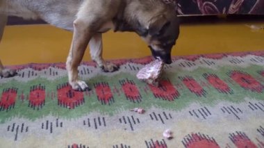 Komik, mutlu, aç, kırma köpek evde halıyı kemiriyor.