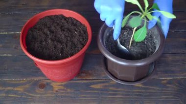 Mavi eldivenli kadın elleri nakil için çiçek ya da cüce palmiyesi kazar.