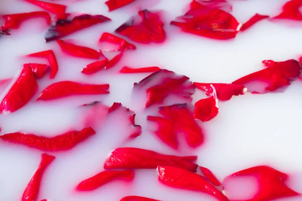 Red rose petals in white water or milk. Aromatherapy with rose petals in the bath. Spa treatments and relaxation