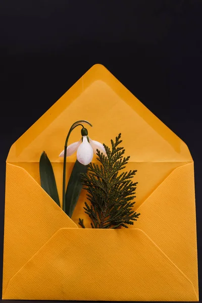 Snowdrop and spruce twig in an yellow envelope, ready to be sent as a welcome to spring card, on a black background, shadows seen on the envelope from the snowdrop stem and from the spruce, front view and black background, may month, product photogra