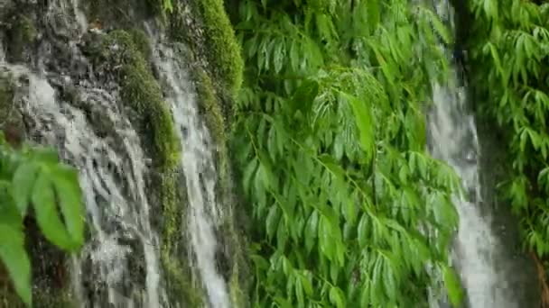 Vattenfall strömmar mellan gröna blad och mossa — Stockvideo