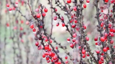 Wroclaw 'daki soğuk kış dikenli kırmızı böğürtlen çalısı